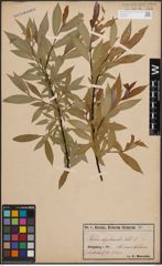 Foto von Salix daphnoides Vill.